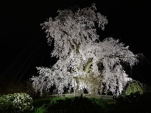 円山公園